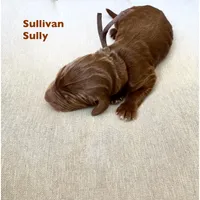 Sullivan, a male Irish Doodle for sale in Mesa, AZ – Photo 5 of 7