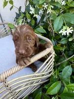 Sullivan, a male Irish Doodle for sale in Mesa, AZ – Photo 4 of 7