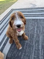 Clancy, a male Irish Doodle for sale in Mesa, AZ – 2 of 8