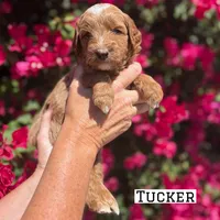 Tucker, a male Miniature Goldendoodle for sale in Mesa, AZ – 3 of 7