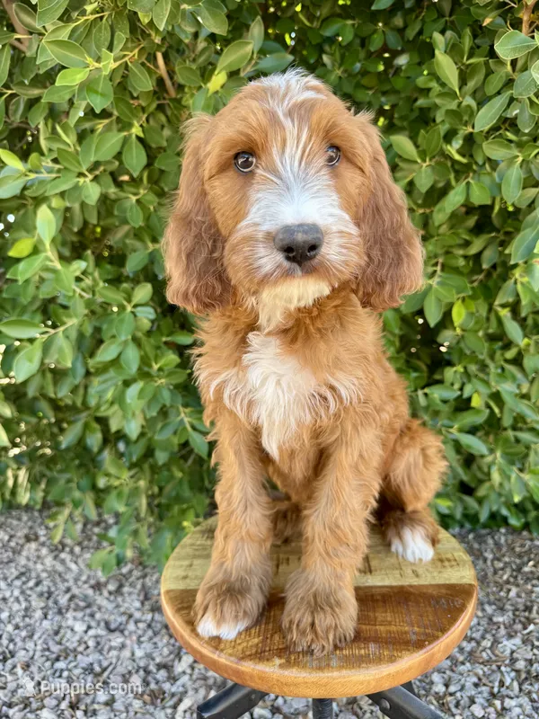 Clancy – Irish Doodle puppy for sale in Mesa, AZ
