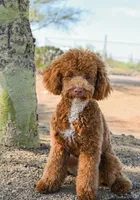 Wilson, a male Miniature Goldendoodle for sale in Mesa, AZ – Photo 5 of 5