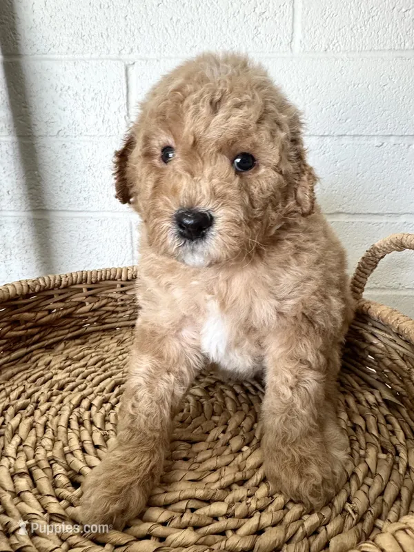 Wilson – Miniature Goldendoodle puppy for sale in Mesa, AZ