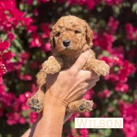 Wilson, a male Miniature Goldendoodle for sale in Mesa, AZ – Photo 2 of 5