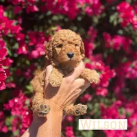 Wilson, a male Miniature Goldendoodle for sale in Mesa, AZ – Photo 3 of 5