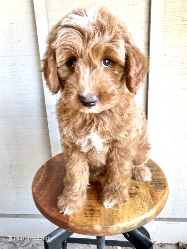 Tucker – Miniature Goldendoodle puppy for sale in Mesa, AZ