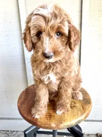Tucker, a male Miniature Goldendoodle for sale in Mesa, AZ – 1 of 7
