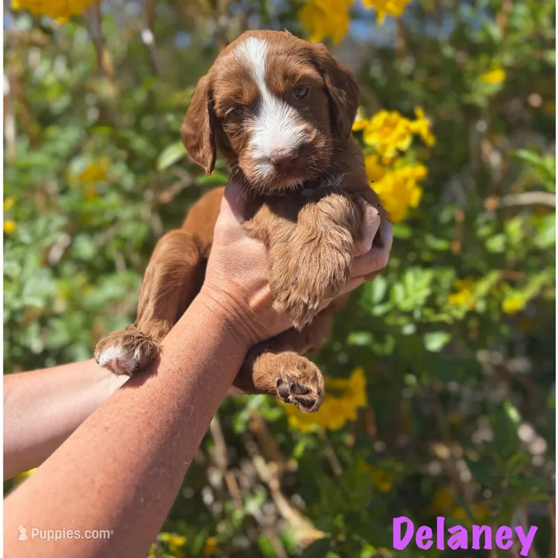 Delaney – Irish Doodle puppy for sale in Mesa, AZ