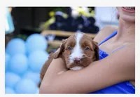 Delaney, a female Irish Doodle for sale in Mesa, AZ – Photo 3 of 7