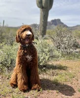 Delaney, a female Irish Doodle for sale in Mesa, AZ – Photo 6 of 7