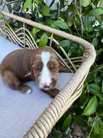 Delaney, a female Irish Doodle for sale in Mesa, AZ – Photo 4 of 7