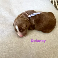 Delaney, a female Irish Doodle for sale in Mesa, AZ – Photo 5 of 7