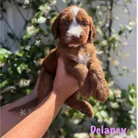 Delaney, a female Irish Doodle for sale in Mesa, AZ – Photo 2 of 7