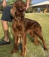 Delaney, a female Irish Doodle for sale in Mesa, AZ – Photo 7 of 7