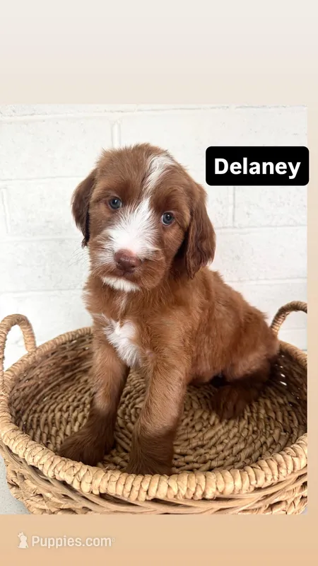 Delaney – Irish Doodle puppy for sale in Mesa, AZ