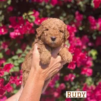 Rudy, a male Miniature Goldendoodle for sale in Mesa, AZ – 4 of 6