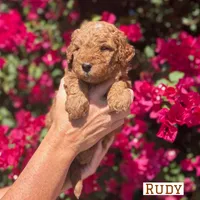 Rudy, a male Miniature Goldendoodle for sale in Mesa, AZ – 3 of 6