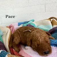 Pace, a male Miniature Goldendoodle for sale in Mesa, AZ – 6 of 7