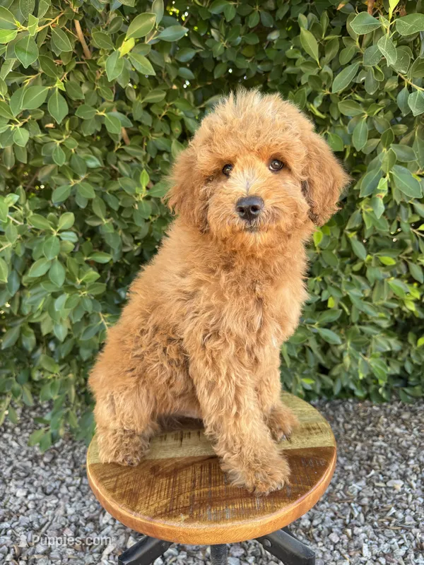 Pace – Miniature Goldendoodle puppy for sale in Mesa, AZ