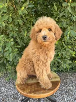Pace, a male Miniature Goldendoodle for sale in Mesa, AZ – 1 of 7