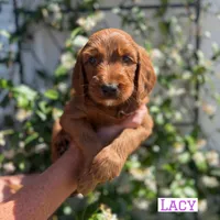 Lacy, a female Irish Doodle for sale in Mesa, AZ – Photo 3 of 7