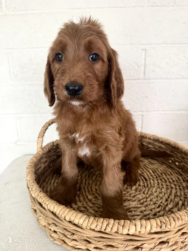 Lacy – Irish Doodle puppy for sale in Mesa, AZ