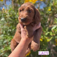 Lacy, a female Irish Doodle for sale in Mesa, AZ – Photo 2 of 7