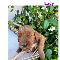Lacy, a female Irish Doodle for sale in Mesa, AZ – Photo 4 of 7