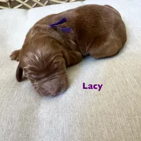 Lacy, a female Irish Doodle for sale in Mesa, AZ – Photo 5 of 7