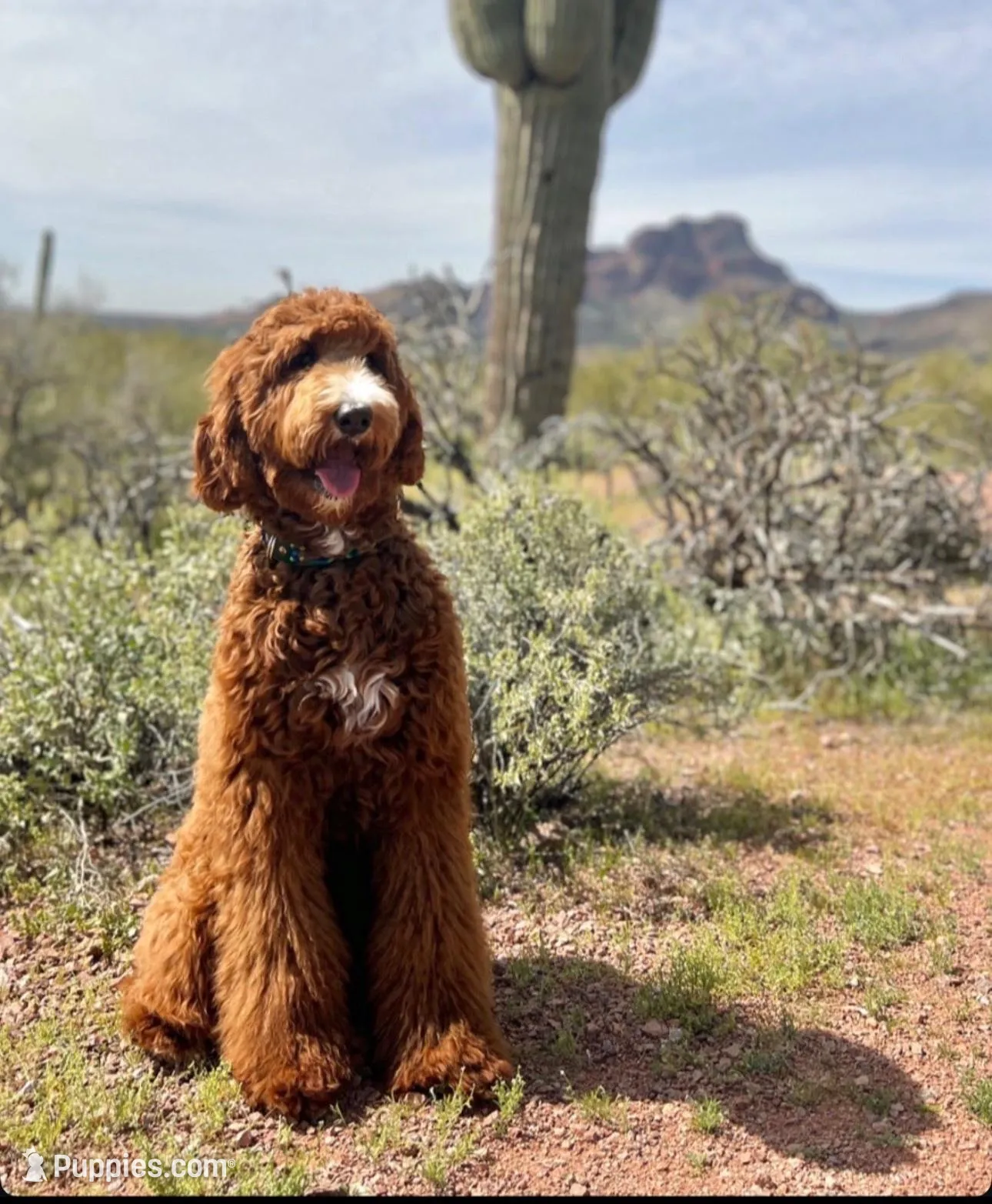 Connelly, a male Irish Doodle for sale in Mesa, AZ – Photo 6 of 7