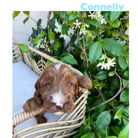 Connelly, a male Irish Doodle for sale in Mesa, AZ – Photo 4 of 7