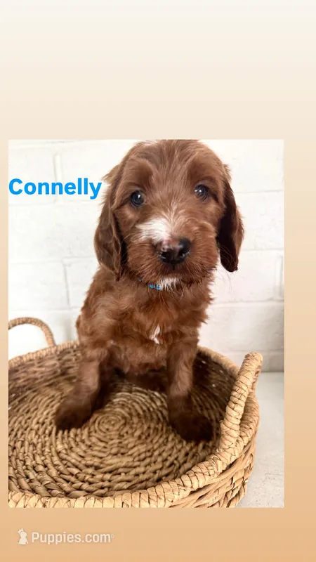 Connelly – Irish Doodle puppy for sale in Mesa, AZ