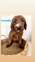 Connelly, a male Irish Doodle for sale in Mesa, AZ – Photo 1 of 7