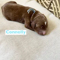 Connelly, a male Irish Doodle for sale in Mesa, AZ – Photo 5 of 7