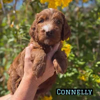 Connelly, a male Irish Doodle for sale in Mesa, AZ – Photo 2 of 7