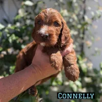 Connelly, a male Irish Doodle for sale in Mesa, AZ – Photo 3 of 7
