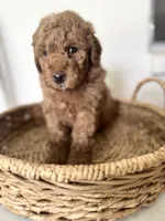 Pace, a male Miniature Goldendoodle for sale in Mesa, AZ – 4 of 7