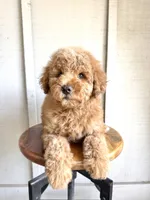 Pace, a male Miniature Goldendoodle for sale in Mesa, AZ – 3 of 7
