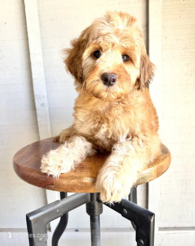 Rodney – Miniature Goldendoodle puppy for sale in Mesa, AZ