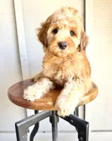 Rodney, a male Miniature Goldendoodle for sale in Mesa, AZ – 1 of 5