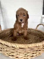 Rudy, a male Miniature Goldendoodle for sale in Mesa, AZ – 2 of 6