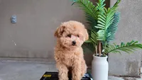 Levi (Teacup), a male Poodle - Toy  for sale in El Paso, TX – Photo 7 of 10