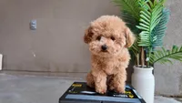 Levi (Teacup), a male Poodle - Toy  for sale in El Paso, TX – Photo 4 of 10