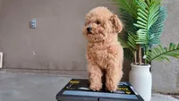 Levi (Teacup), a male Poodle - Toy  for sale in El Paso, TX – Photo 9 of 10