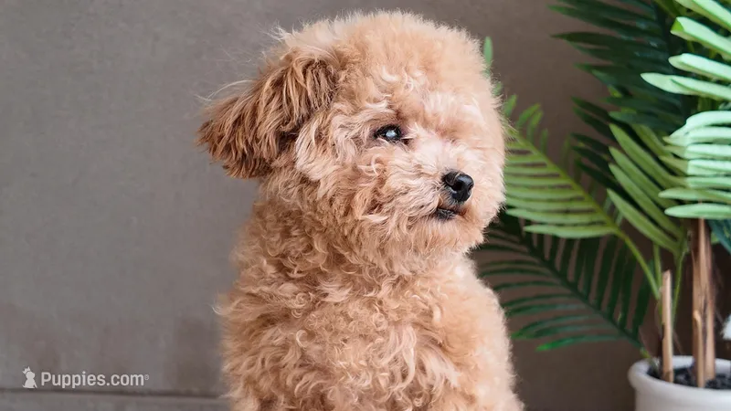 Levi (Teacup), a male Poodle - Toy  for sale in El Paso, TX – Photo 1 of 10