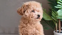 Levi (Teacup), a male Poodle - Toy  for sale in El Paso, TX – Photo 1 of 10