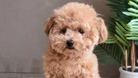 Levi (Teacup), a male Poodle - Toy  for sale in El Paso, TX – Photo 2 of 10