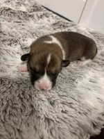 Fleur, a female Pembroke Welsh Corgi for sale in Charlotte, NC – Photo 5 of 5