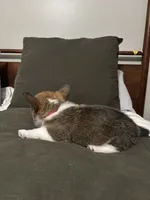 Fleur, a female Pembroke Welsh Corgi for sale in Charlotte, NC – Photo 2 of 5