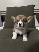 Fleur, a female Pembroke Welsh Corgi for sale in Charlotte, NC – Photo 1 of 5